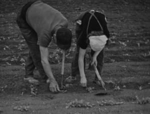 Deux personnes jardinent ensemble, labourant la terre avec des outils dans un jardin.