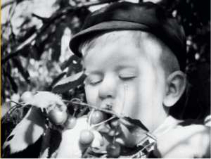 Un jeune garçon savoure des cerises sur une branche, un air de bonheur.