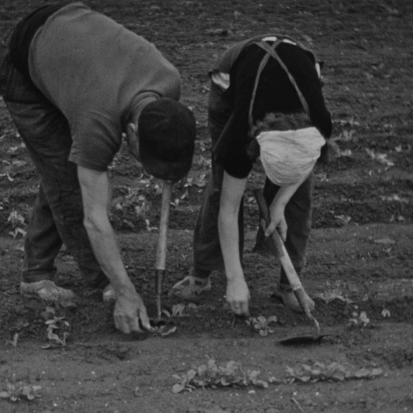 0579FN0008_1930-1955_ramassage_des_betteraves