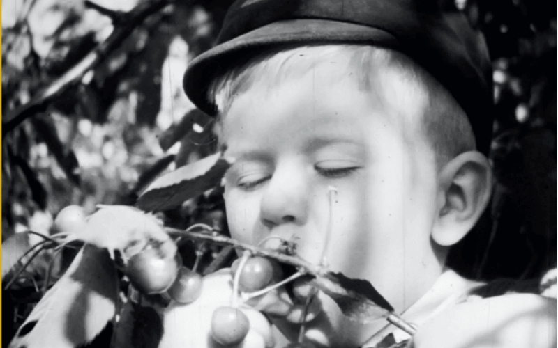 Un jeune garçon savoure des cerises sur une branche, un air de bonheur.