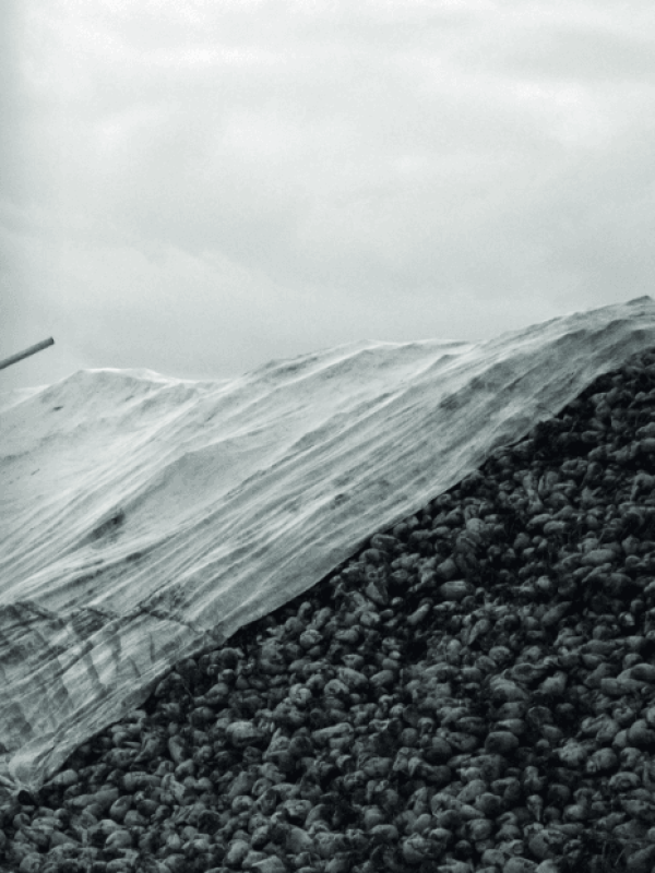Une pile de pommes de terre recouverte partiellement d'une bâche en plastique blanc sous un ciel nuageux.